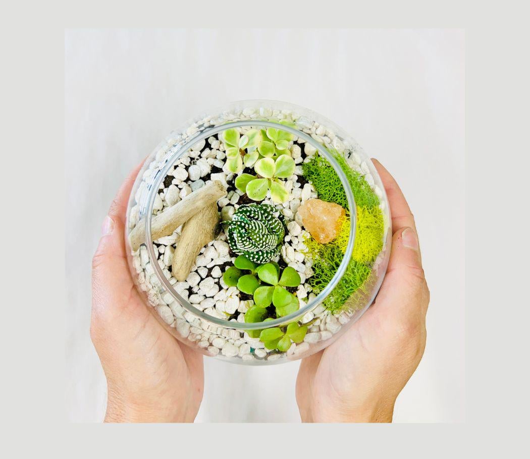DIY Terrarium Kit: Jade Planter, Succulent Plant Kit, House Plant Kit Gift, Easy Low Maintenance House Plant kit