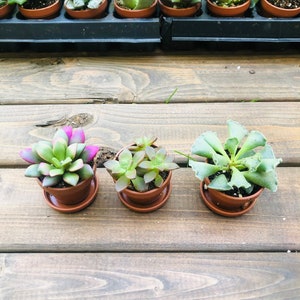 Mini Succulent Collection, 4 Mini Fairy Garden/Terrarium Plants, 1 Plants in pots Saucers, Succulent Favors, Live Mini Succulents image 3