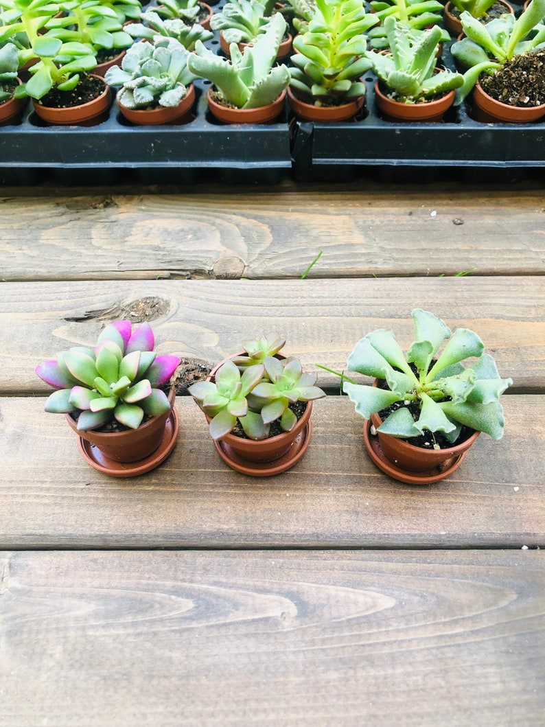 Mini Succulent Collection, 4 Mini Fairy Garden/Terrarium Plants, 1 Plants in pots Saucers, Succulent Favors, Live Mini Succulents image 3