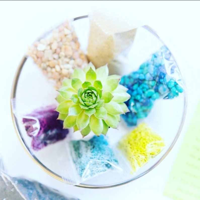 May include: A clear glass container with a variety of colorful materials, including sand, rocks, and moss. A small green succulent plant is in the center of the container.