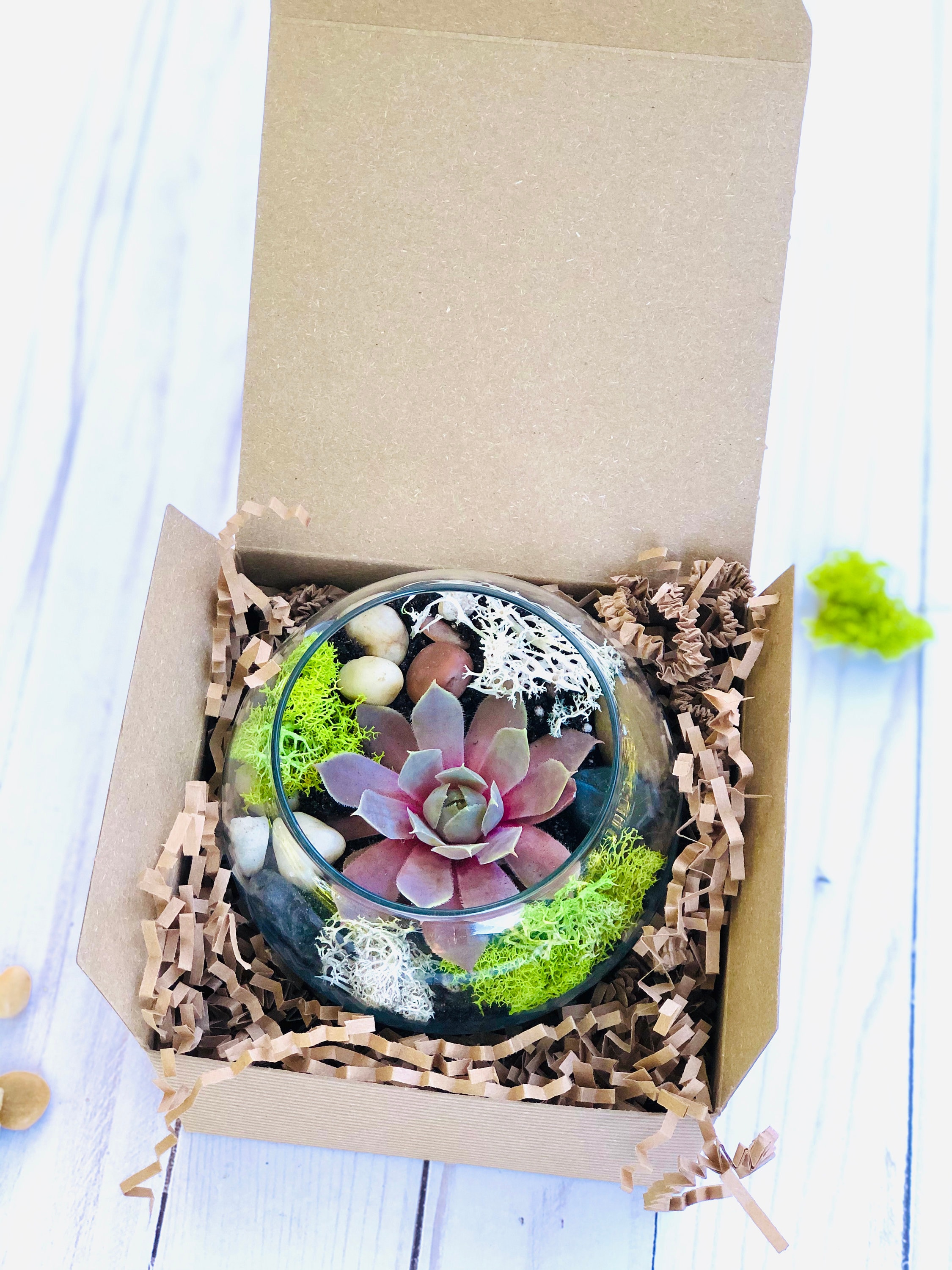 DIY Craft, Craft Kits for Adults, Personalized Gift, DIY Terrarium Ki…