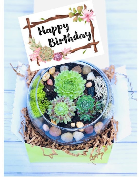 Happy Birthday Card  Cute Succulent Card - Succulents Box