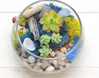 May include: A round glass terrarium containing light green succulents, blue and yellow preserved moss, small beige pebbles, pieces of driftwood, white sea shells, translucent blue sea glass, and a small red ladybug figurine on the rim.