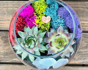 Rainbow Succulent Terrarium kit, Pride Planter, Terrarium Kit, Cactus Terrarium Box, Indoor Planter kit, Rainbow Craft Kit