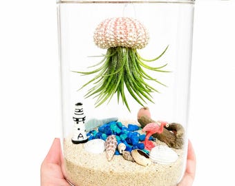Jellyfish Air Plant Terrarium kit, Make a Jellyfish Air Plant, Beach Plant gift, Air Plant Urchin Shell, Hanging Air Plant kit