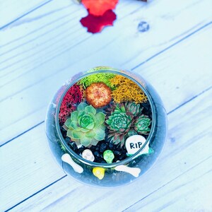 May include: A glass terrarium with a variety of succulents, moss, and small decorative rocks. The terrarium is decorated with a small orange pumpkin, a bone, and a sign that says "RIP".