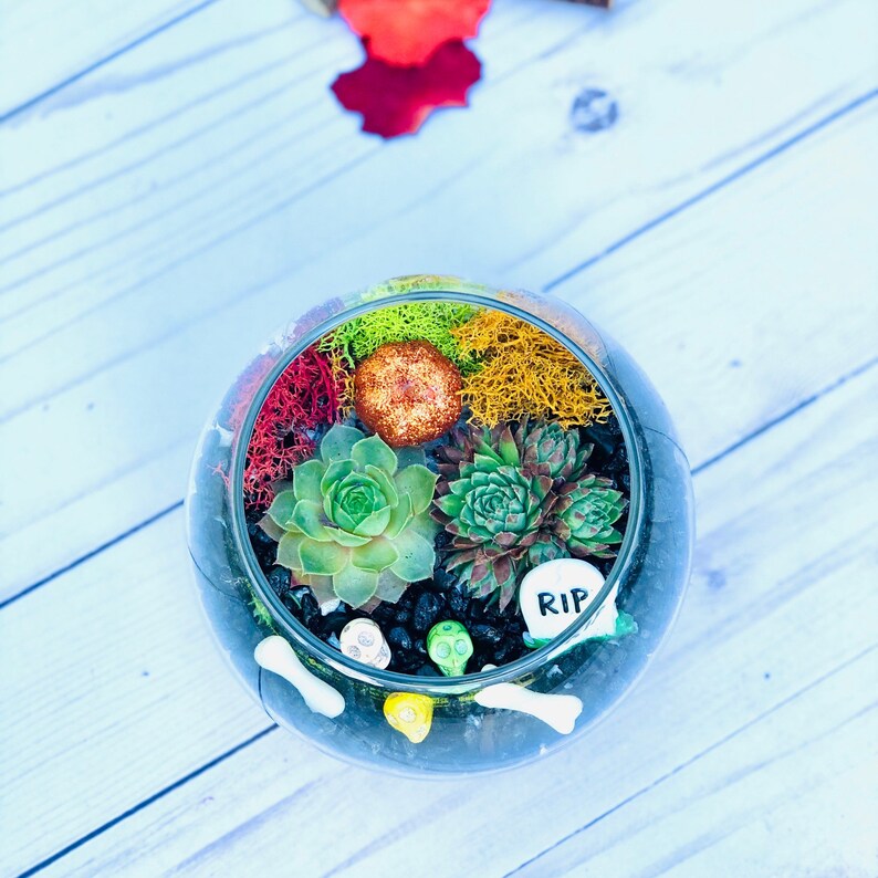 May include: A glass terrarium with a variety of succulents, moss, and small decorative rocks. The terrarium is decorated with a small orange pumpkin, a bone, and a sign that says "RIP".