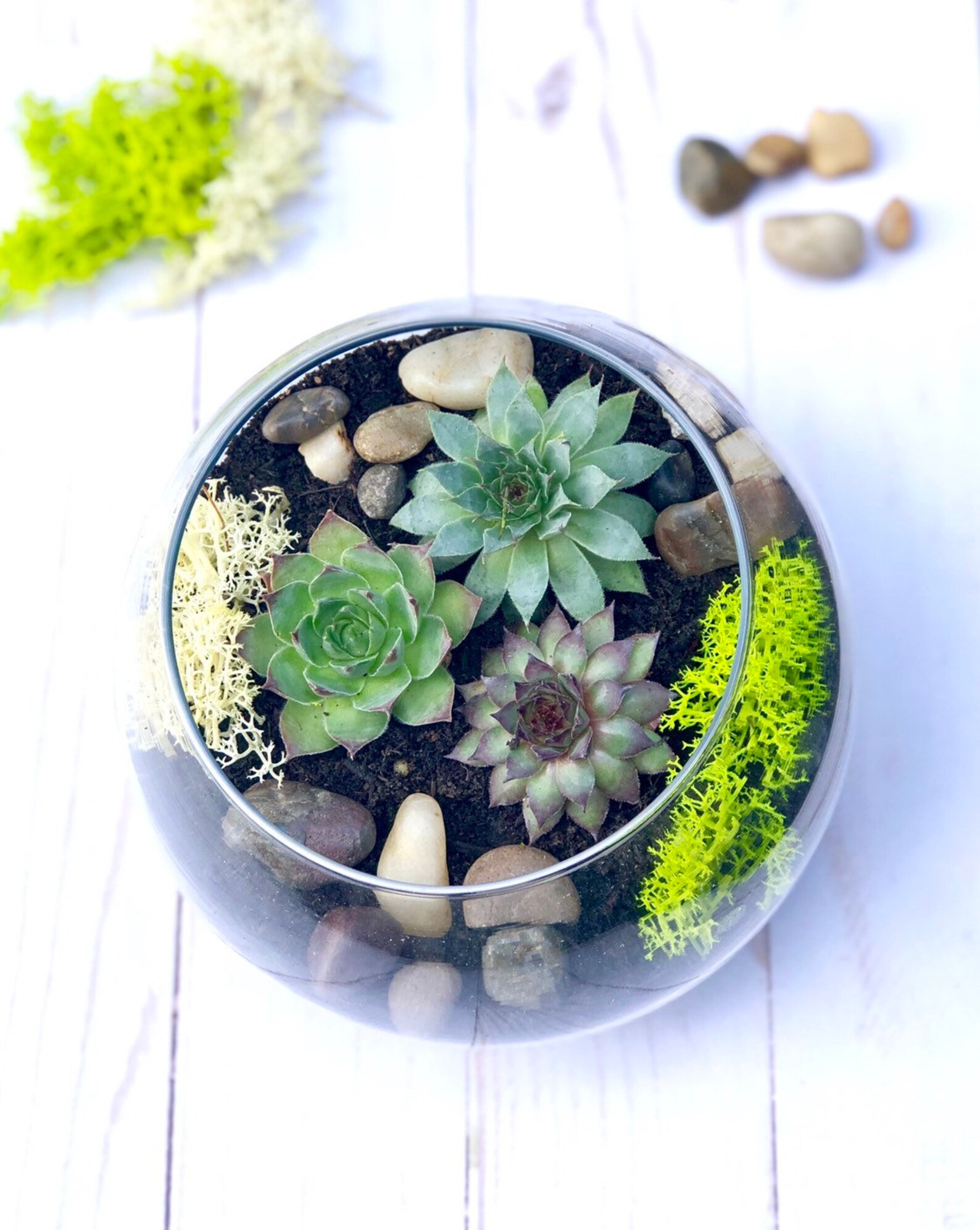 Complete Terrarium kit Cactus Terrarium Kit Chartreuse DIY Etsy