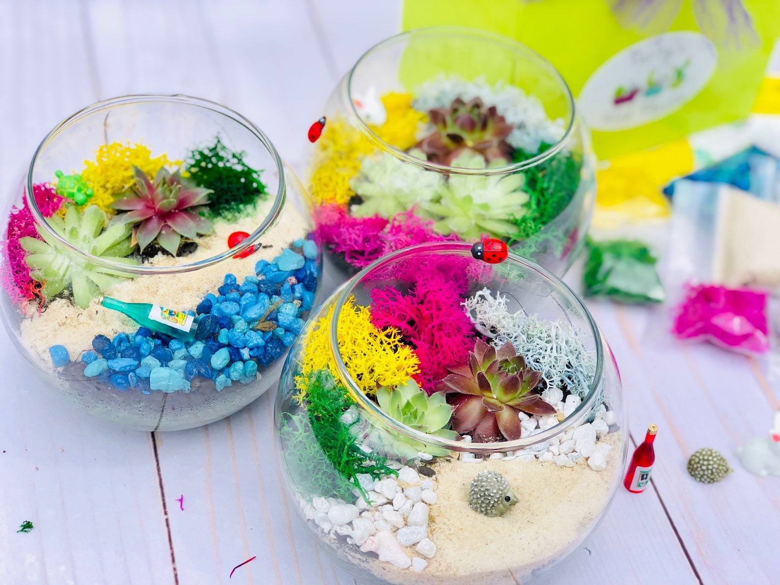 Terrarium Starter Kit Woodsy Succulent Cactus Terrarium kit Etsy