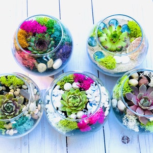 Mini Terrarium Kit, Succulent gift box, Friend Gift Box, Adult Craft Kit, birthday gift for friend - succulent gift - send a gift