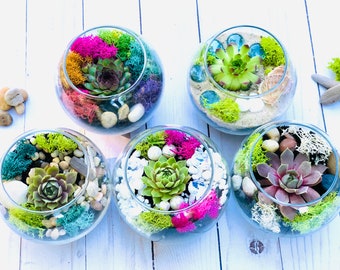 Mini Terrarium Kit, Succulent gift box, Friend Gift Box, Adult Craft Kit, birthday gift for friend - succulent gift - send a gift