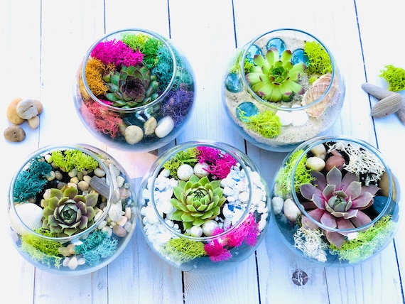 Mini Terrarium for Gifts: Unique and Eco-Friendly Presents