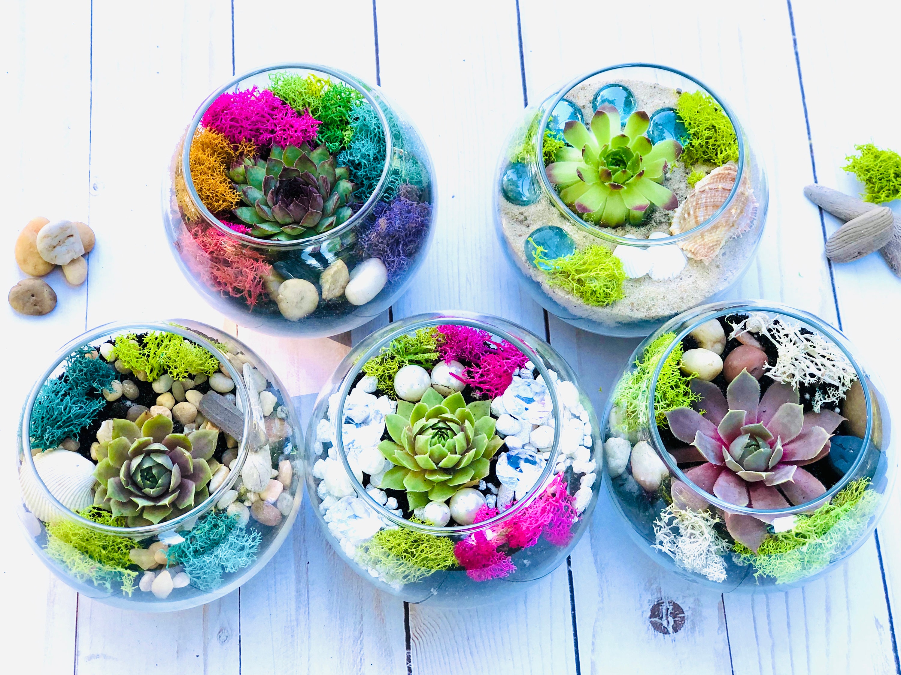Mini Terrarium Kit - Succulent gift box - Friend Gift Box - Adult Cra…