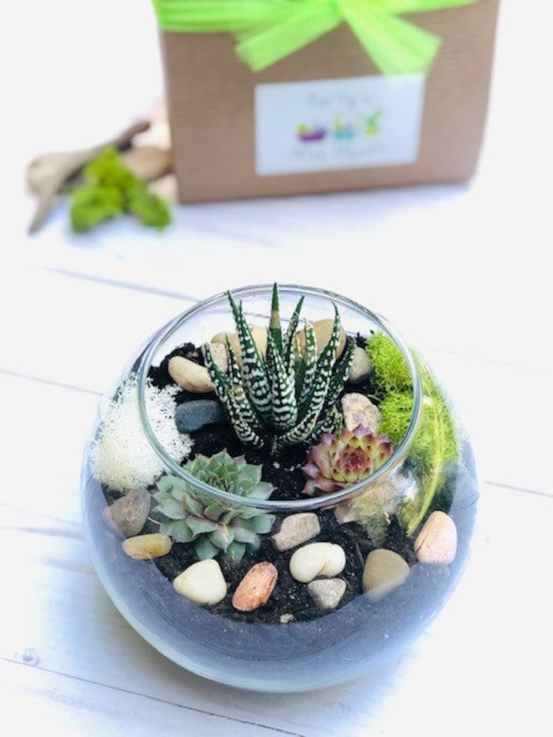 May include: A clear glass terrarium with a variety of succulents, moss, and small stones. The terrarium is filled with dark soil and has a green and white striped succulent in the center.