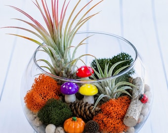 Fall Air Plant Terrarium Kit: Live Plant Fall Theme, Fall Fairy Garden, Fall DIY Plant kit, Halloween Terrarium kit, Halloween Plant gift
