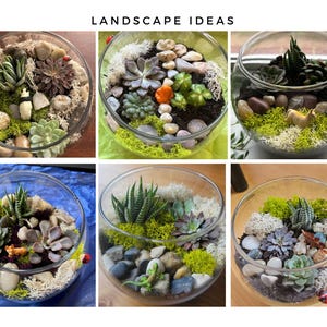 May include: A collage of six glass bowl terrariums labeled LANDSCAPE IDEAS, each containing various succulents, green and white moss, smooth river stones, and small decorative animal figurines including a panda, llama, and ladybug.