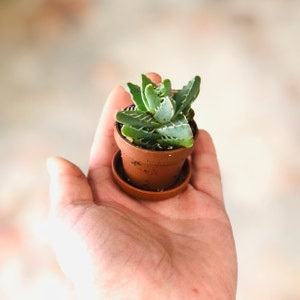 May include: A small succulent plant with green leaves in a brown terracotta pot with a matching saucer.