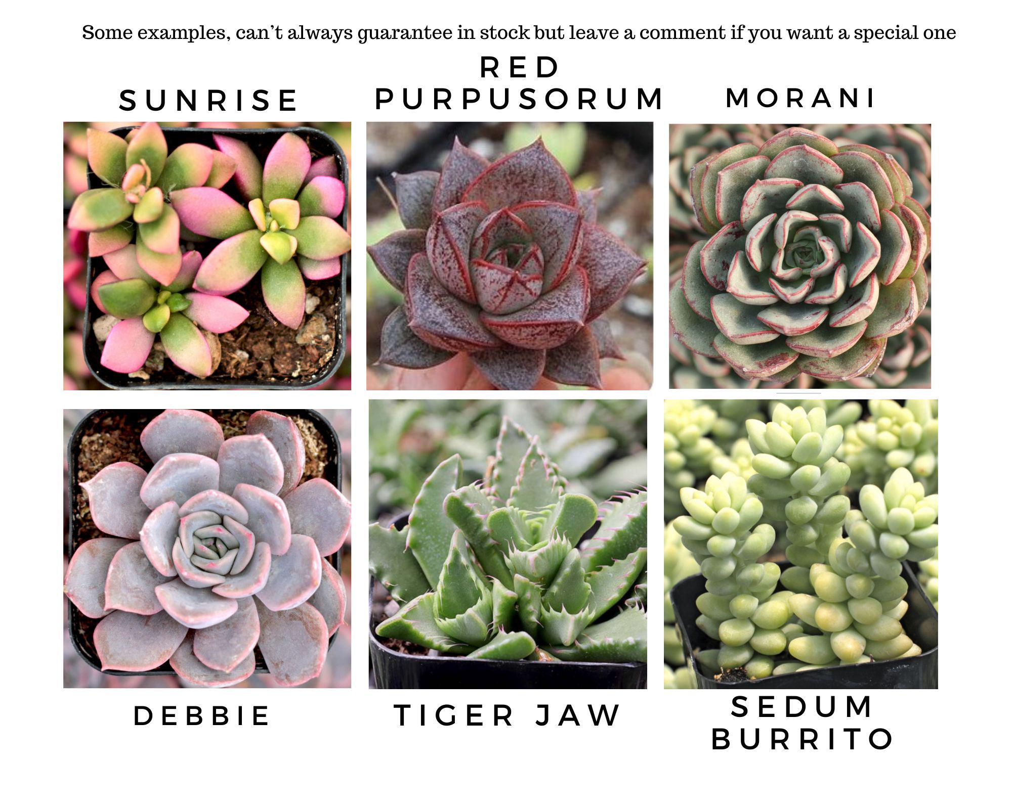 succulent centrepiece Green and Purple Succulent Centerpiece  Western Passion