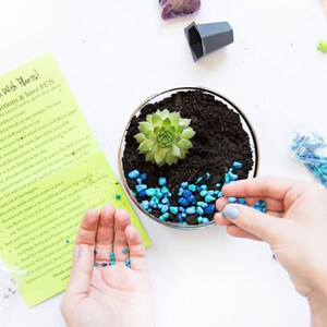 May include: A person is adding blue and turquoise decorative stones to a glass terrarium. The terrarium contains a succulent plant and brown soil. A set of instructions for planting the terrarium is visible in the background.