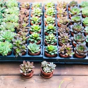 Mini Succulent Collection, 4 Mini Fairy Garden/Terrarium Plants, 1 Plants in pots Saucers, Succulent Favors, Live Mini Succulents image 2
