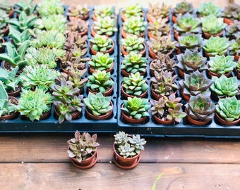 Puede incluir: Una bandeja de pequeñas plantas suculentas en macetas individuales. Las plantas están dispuestas en filas y son de varios colores verdes y marrones.