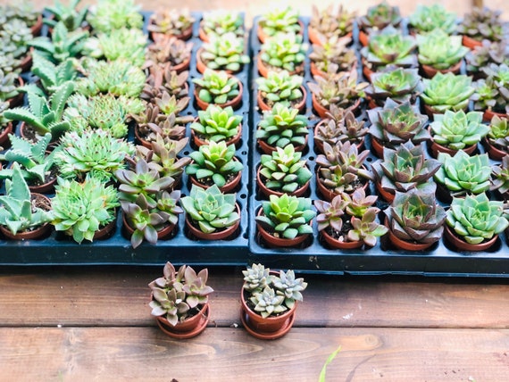 Bulk Mini Potted Succulents: Assorted Live Plants, Favors - Etsy