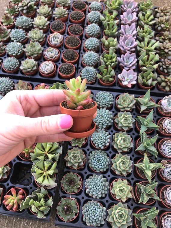 Mini Succulent Collection: 5 Live Plants, Fairy Garden Plants, Mini Plant  Favors, Tiny Succulents, 1 Inch Plants, Exotic Plants - Etsy