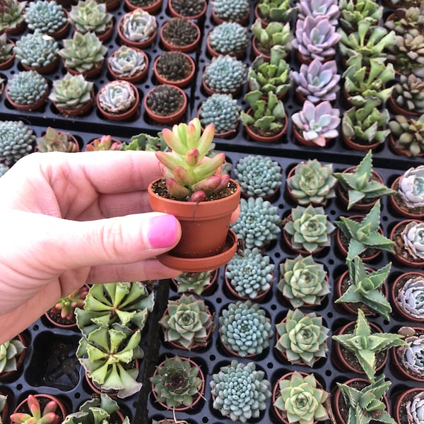 Mini Succulent Collection, 4 Mini Fairy Garden/Terrarium Plants, 1" Plants in pots + Saucers, Succulent Favors, Live Mini Succulents