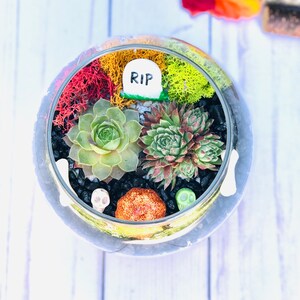 May include: A glass terrarium with a Halloween theme. It features a small tombstone with the word "RIP" on it, surrounded by green succulents, red and yellow moss, and black skull-shaped stones. There is also a small orange pumpkin-shaped stone in the terrarium.