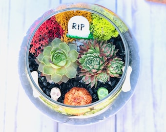 Halloween Succulent Terrarium DIY Kit: 5-inch Glass Planter