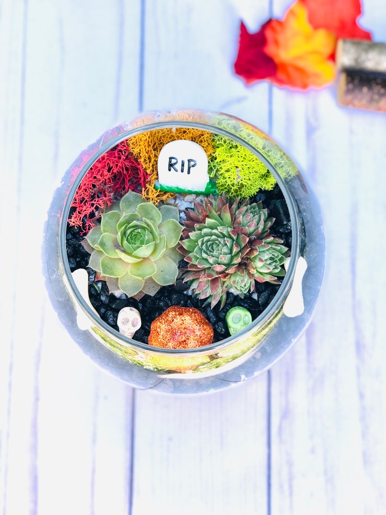 May include: A glass terrarium with a Halloween theme. It features a small tombstone with the word "RIP" on it, surrounded by green succulents, red and yellow moss, and black skull-shaped stones. There is also a small orange pumpkin-shaped stone in the terrarium.