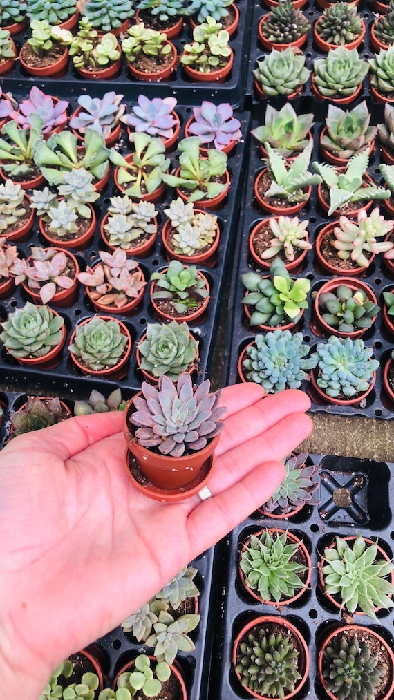 Bulk Mini Potted Succulents: Assorted Live Plants, Favors - Etsy