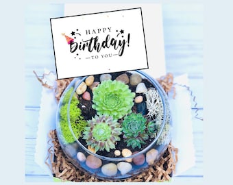 Cactus Succulent Birthday Gift, Plant Gift, Live Plant Gift, Birthday Plant Gift, Green Gift Box, Houseplant Birthday Gift, Plant lover Kit