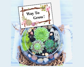 Way to Grow Gift: Growth Inspired Gift, Plant Terrarium DIY Kit, Live Plant Gift Set, Encouragement Gift, Keep Growing Gift, Rooting for You