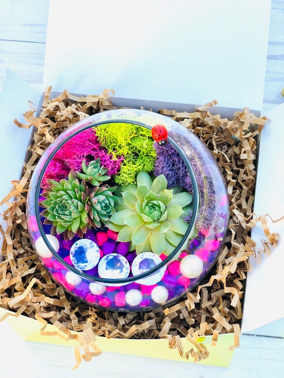 Kit de manualidades para adultos, idea de regalo artesanal, kit de  manualidades DIY, maceta rosa y morada, terrario morado, kit de suculentas  -  España