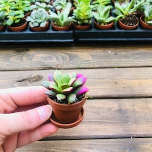 Mini Succulent Collection, 4 Mini Fairy Garden/Terrarium Plants, 1 Plants in pots Saucers, Succulent Favors, Live Mini Succulents image 6