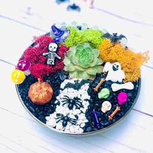May include: A Halloween-themed terrarium in a round metal container. It features a succulent plant, colorful moss, and decorative elements like a pumpkin, spiders, bats, and skulls. The arrangement is set on a white wooden surface.