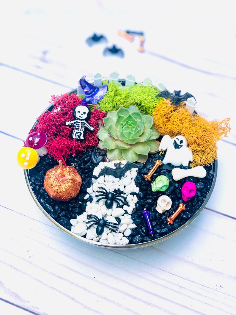 May include: A Halloween-themed terrarium in a round metal container. It features a succulent plant, colorful moss, and decorative elements like a pumpkin, spiders, bats, and skulls. The arrangement is set on a white wooden surface.