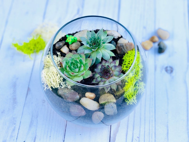 Terrarium kit, Small Succulent Terrarium Kit, DIY Glass Terrarium, Terrarium Gift, DIY Plant kit image 2