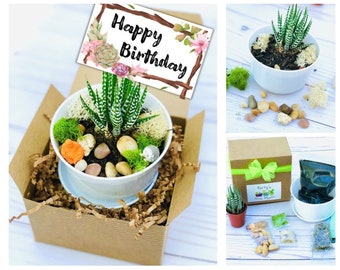 Succulent Birthday Care Package - Cactus Birthday Box - Happy Birthday Plant Gift - Plant lover gift - Succulent Gift - Craft Birthday Gift