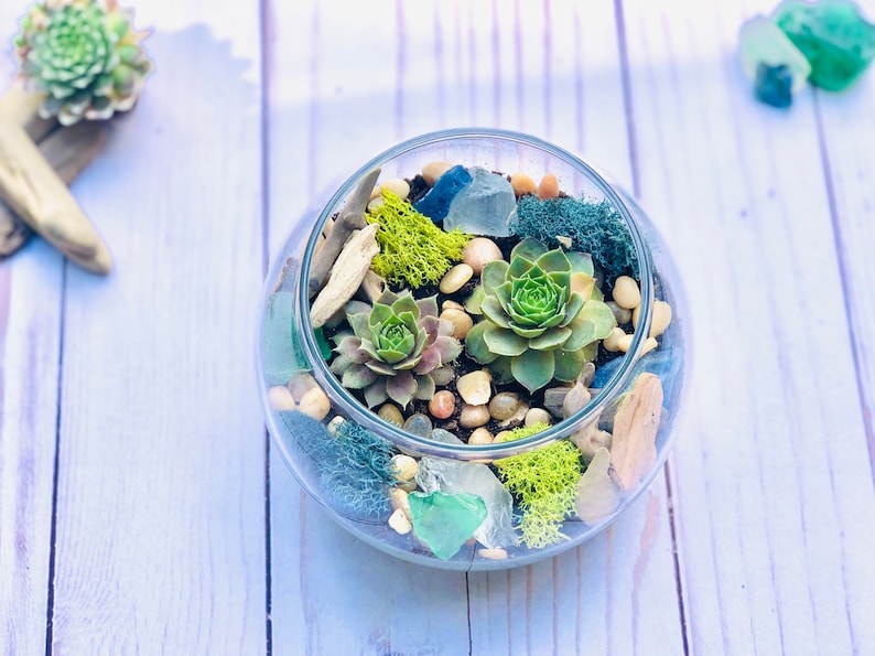 Sea Glass & Driftwood Terrarium kit, Succulent Gift Box, Cactus Terrarium Kit, DIY Glass Terrarium, Terrarium Gift, DIY Plant kit image 1