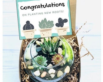 Congrats on Planting New Roots, Succulent Gift Box, Moving Gift, New Job, Promotion Care Package, New Home, New Apartment