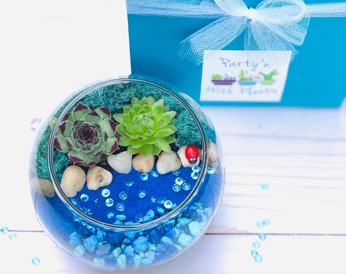 Turquoise Blue Terrarium kit, Succulent Cactus Terrarium Kit, DIY Glass Terrarium Kit, Succulent Terrarium Gift, Complete DIY Plant kit