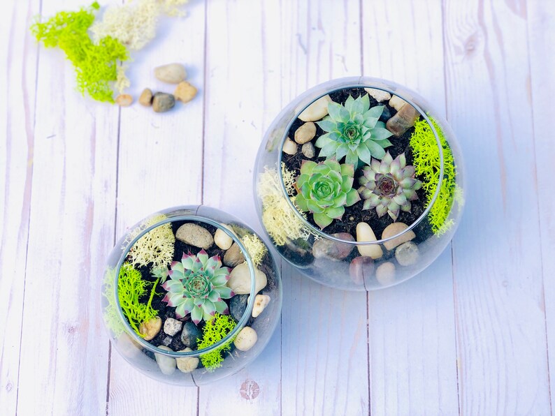 Complete Terrarium Kit Cactus Terrarium Kit Chartreuse DIY Etsy