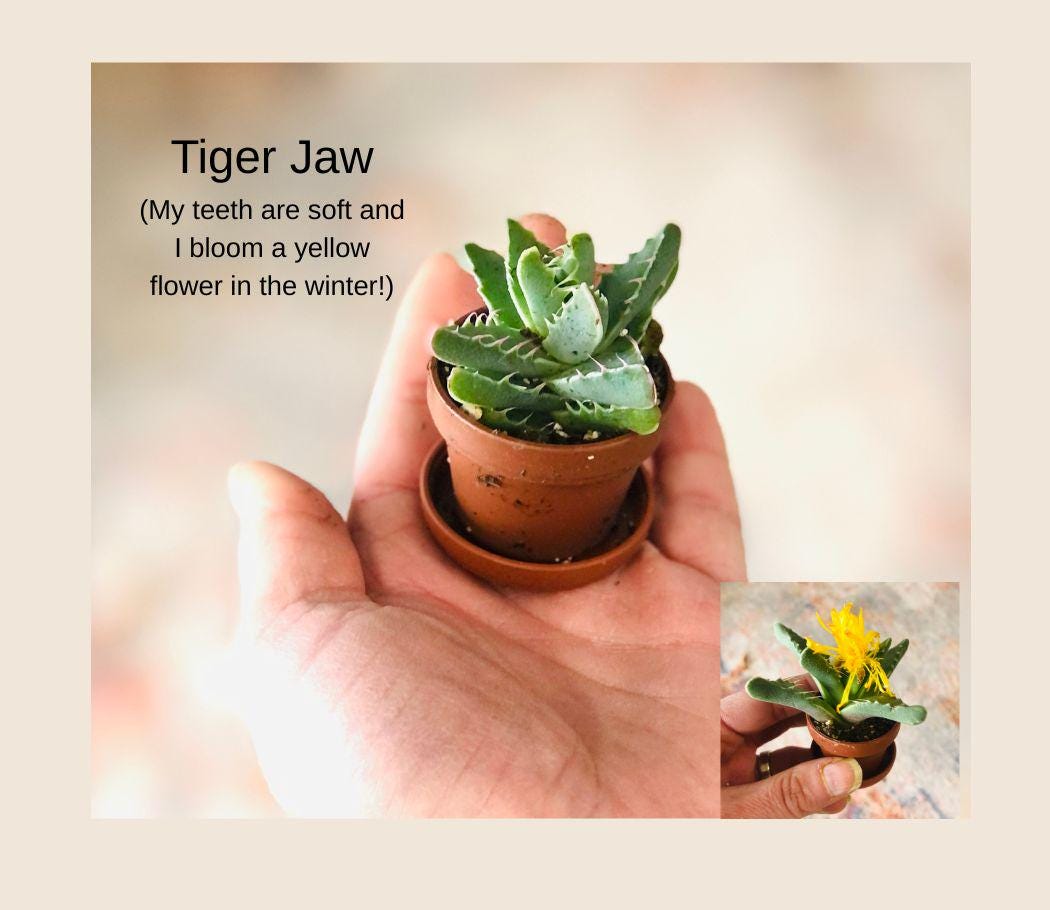 Mini Plantes D'intérieur 10 Boutures De Mini Succulentes Sunnyplants | Plantes D'Intérieur Mignonnes Et Faciles à Planter Plantes Miniatures Cadeau Mini Plantes D'intérieur 10 Boutures De Mini Succulentes Sunnyplants | Plantes D'Intérieur Mignonnes Et Faciles à Planter Plantes Miniatures Cadeau