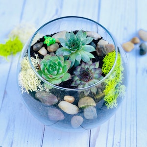 May include: A glass terrarium filled with a variety of succulents, rocks, and moss. The terrarium is on a white wooden surface.