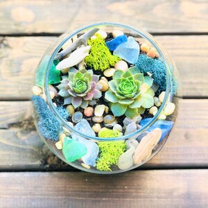 Może przedstawiać: Szklane terrarium z r&oacute;żnymi sukulentami, mchem i szkłem morskim. Terrarium jest wypełnione małymi kamieniami i otoczakami.