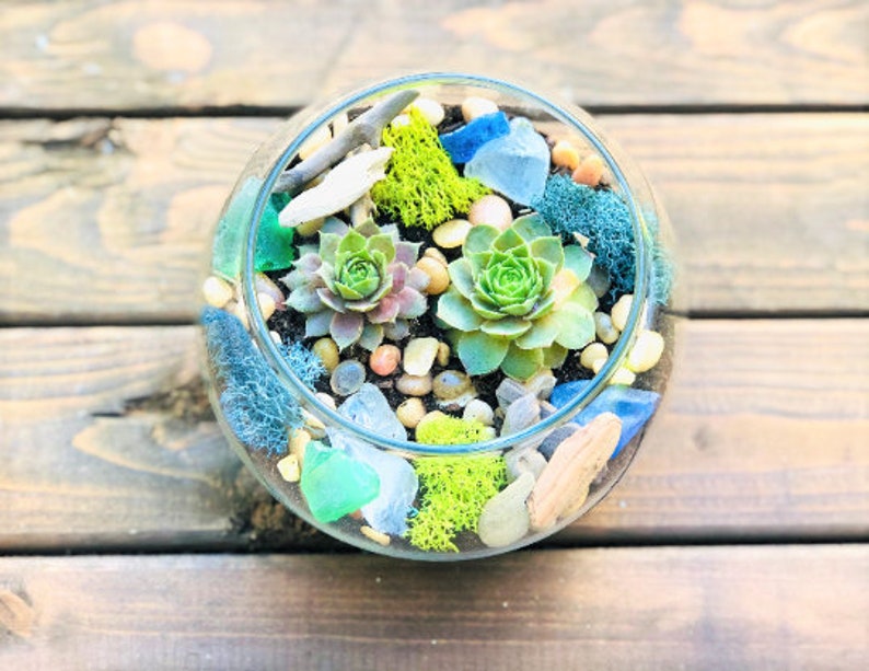 Może przedstawiać: Szklane terrarium z r&oacute;żnymi sukulentami, mchem i szkłem morskim. Terrarium jest wypełnione małymi kamieniami i otoczakami.
