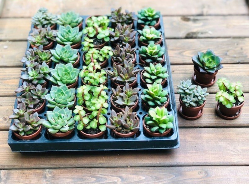 Terrarium kit, Small Succulent Terrarium Kit, DIY Glass Terrarium, Terrarium Gift, DIY Plant kit image 4