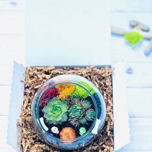 May include: A glass terrarium with a variety of succulents, moss, and decorative elements, including small skulls and a red and yellow rock. The terrarium is nestled in brown paper shreds inside a white gift box.